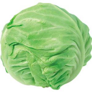 Cabbage PNG image-8779